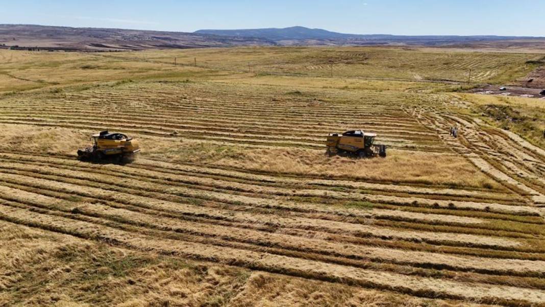 Diyarbakır’da pirinç hasadı başladı: 250 ton bekleniyor 2